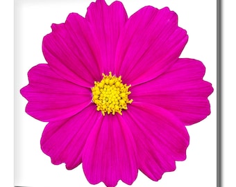 Schöne helle rosa Kosmos-Blume Modernes Blumendesign Wohnkultur Leinwand Druck Wand Kunst Bild