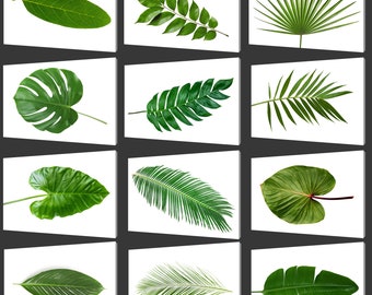 Green Tropical Leaves Collection, Botanical Leaf Prints, Modern Design Home Decor Canvas Print Wall Art Many Designs,Botanical Wall Art