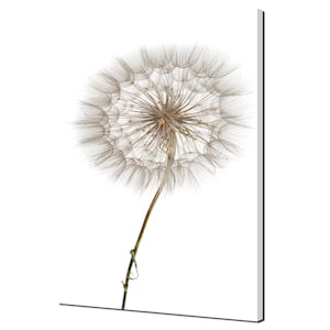 Close Up Of The Dandelion Seed Flower Modern Design Canvas Print Wall Art Picture