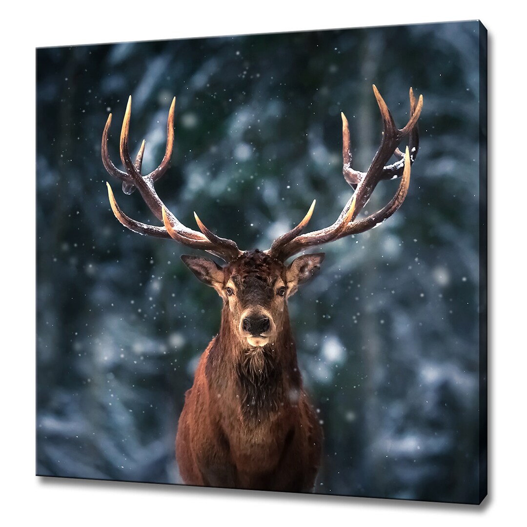 写真・グラフィック Male Deer Portrait - A4 Photo Stunning Male Deer Stag in Winter Snowy Forest Modern Design