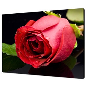 Close Up Of Beautiful Red Rose Flower Modern Floral Design Home Decor Canvas Print Wall Art Picture Wall Hanging