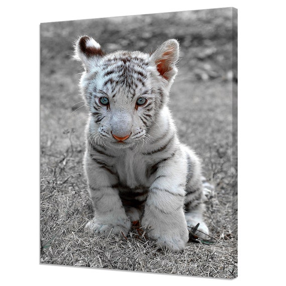 white tiger cubs with blue eyes