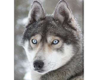 Blue Eyes Wolf Siberian Husky Blue Eyes Siberian Husky Dog Animal