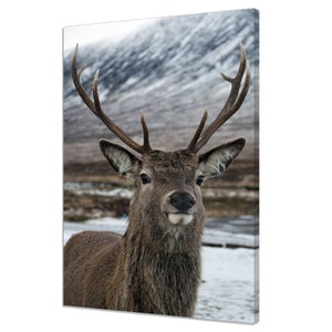 Beautiful Stag Deer In The Scottish Highlands Modern Design Home Decor Canvas Print Wall Art Picture