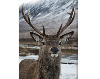 Beautiful Stag Deer In The Scottish Highlands Modern Design Home Decor Canvas Print Wall Art Picture
