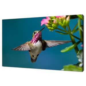 Calliope Hummingbird Feeding On Flowers Modern Design Home Decor Canvas Print Wall Art Picture Wall Hanging