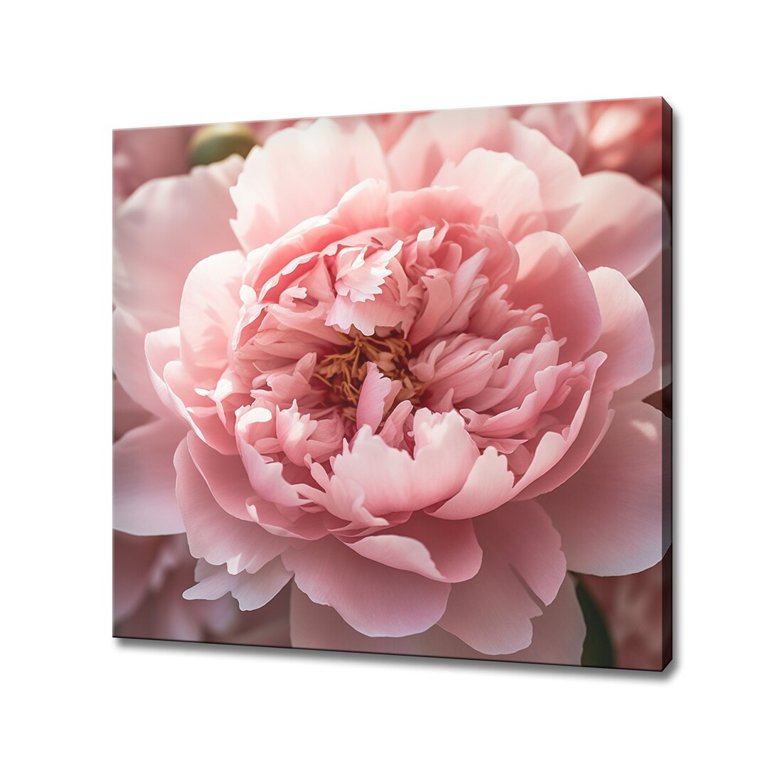 Pink Blooming Peony Flower Canvas Print Wall Art, Modern Floral Design ...