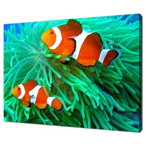 Pair Of Clown Fish Underwater Modern Design Home Decor Canvas Print Wall Art Picture Ready To Hang