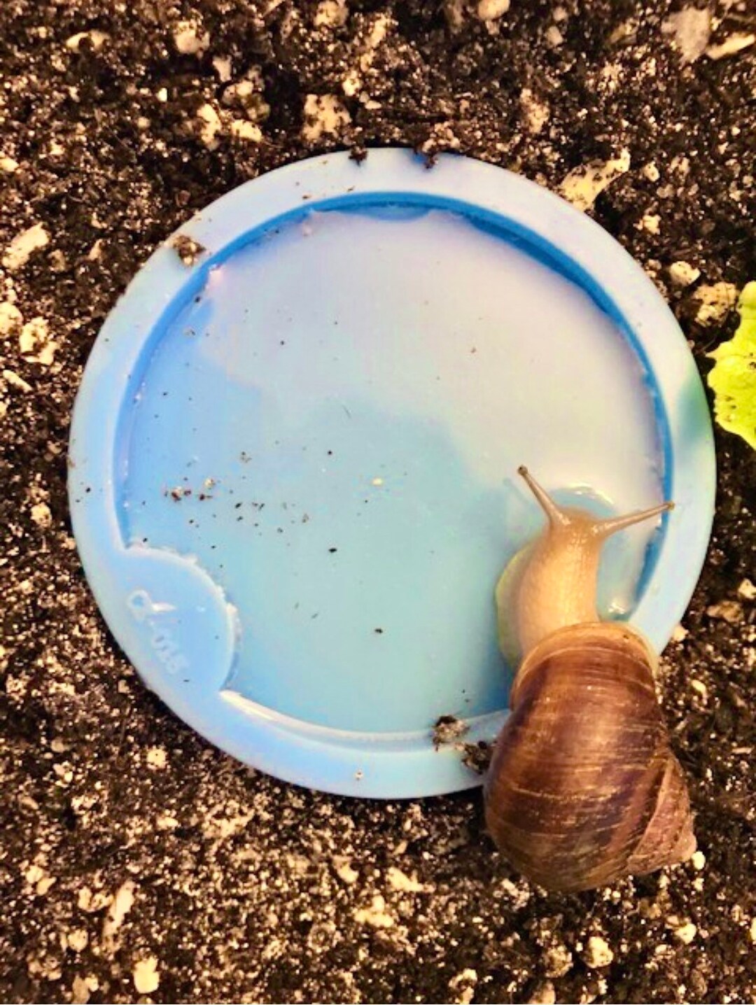The PERFECT Snail Water Dish Safe Silicone Food and Calcium Bowl Etsy