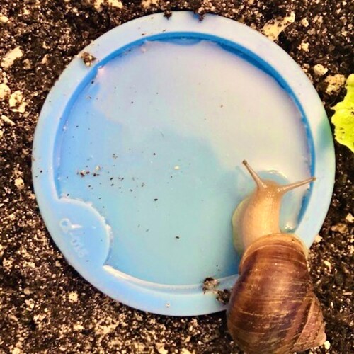 The PERFECT Snail Water Dish Safe Silicone Food and Calcium Etsy