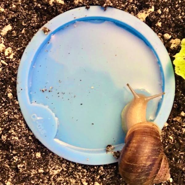 The PERFECT Snail Water Dish! Safe Silicone Food and Calcium Bowl