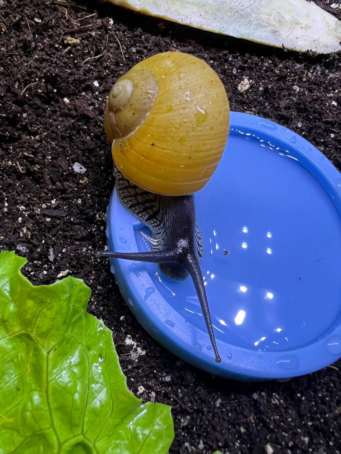 The PERFECT Snail Water Dish Safe Silicone Food and Calcium Etsy