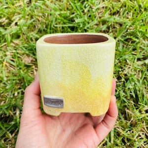 Assorted Succulent Planter Pot