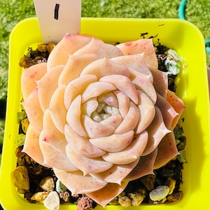 Succulent Echeveria Pure Love
