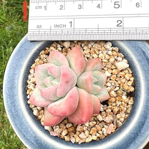 Rare Echeveria Hybird