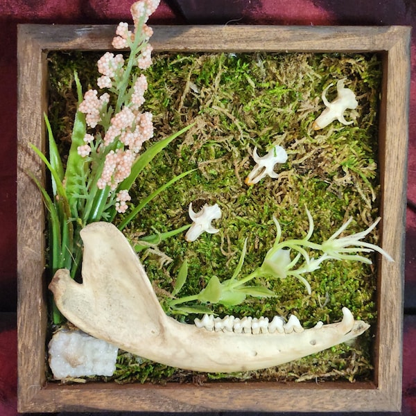 Possum Jaw and rodent skull shadow box