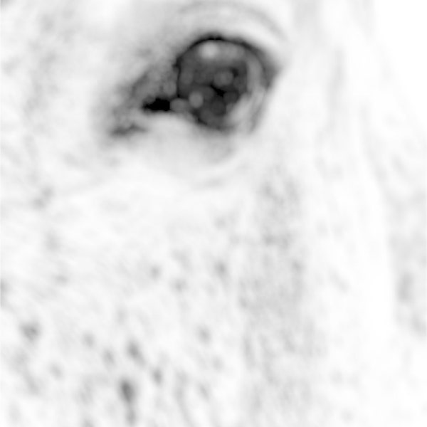 Flea-bitten Grey Horse Eye & Cheek Close Up * Photo PNG * Digital Download * Laser Photo Engrave