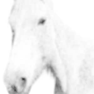 Op de afbeelding: Een grijswaardenafbeelding van de kop en nek van een paard, tegen een witte achtergrond. Het paard is licht van kleur, met een enigszins vage focus. De afbeelding toont het profiel van het dier, met nadruk op de oren en gezichtskenmerken.