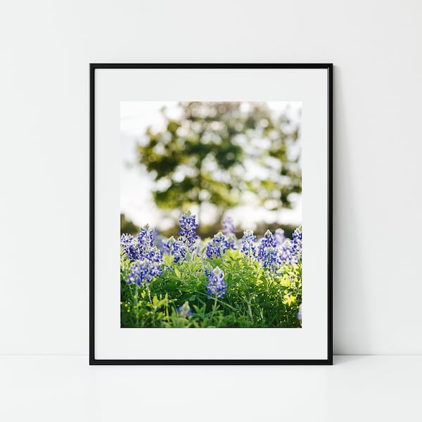 Texas Bluebonnets | Fine Art Photograph | Lone Star State, bluebonnet, state flower, wildflowers, landscape, Texas forever