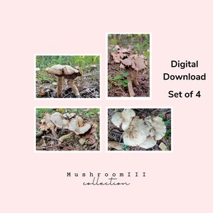 Printable Nature Art gift for man, digital mushroom print office, Digital Landscape Wall Art, digital mushroom art, wall art masculine