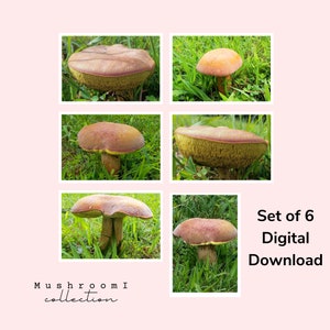 Printable Nature Art gift for man, digital mushroom print office, Digital Landscape Wall Art, digital mushroom art, wall art masculine
