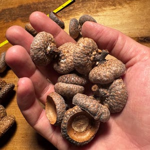 Peut inclure: Une collection de glands bruns, certains avec leurs chapeaux enlevés, tenus dans la main d'une personne.