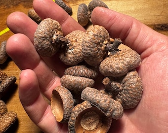 Double Acorn Caps | Mixed size caps | Acorn Hats | Natural Craft Supplies