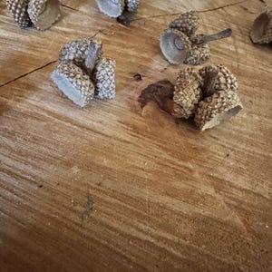 May include: Close-up of several acorn caps scattered on a wooden surface. The acorn caps are a mix of light and dark brown, with textured, scaly exteriors. The wooden surface has a natural, warm tone with visible wood grain.