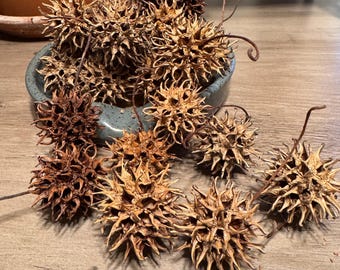 Sweet Gum Seed Pods / Sweetgum Balls: Rustic Wedding Decor, Dried Floral, Cottagecore Centerpiece, DIY Seasonal Bouquet, Natural Craft Suppl