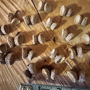 May include: A collection of natural acorn caps and acorn halves are scattered on a wooden surface. A measuring tape shows the acorns are approximately 1 to 3 inches in length. The acorn caps are brown and textured.