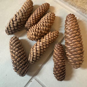 Real Pinecones | Seasonal Decor | Naturally Dried | Hand Selected | Norway Spruce | Set of 10