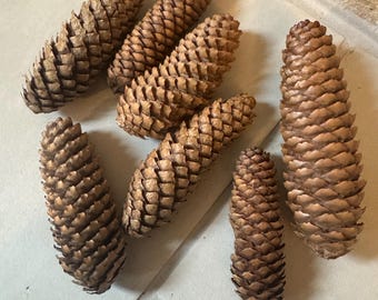 Real Pinecones | Seasonal Decor | Naturally Dried | Hand Selected | Norway Spruce | Set of 10