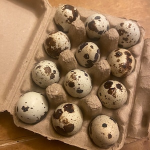 12 hand blown quail eggs | Natural Eggs for Decoration | Small Eggs | Eggshells | Empty Eggs Shells