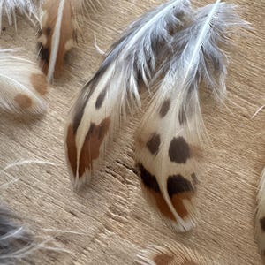 May include: A collection of natural feathers featuring a mix of grey, white, and tan colors. The feathers display distinct dark brown and black spotted patterns along their shafts, with soft, wispy barbs extending from the central quill structure.