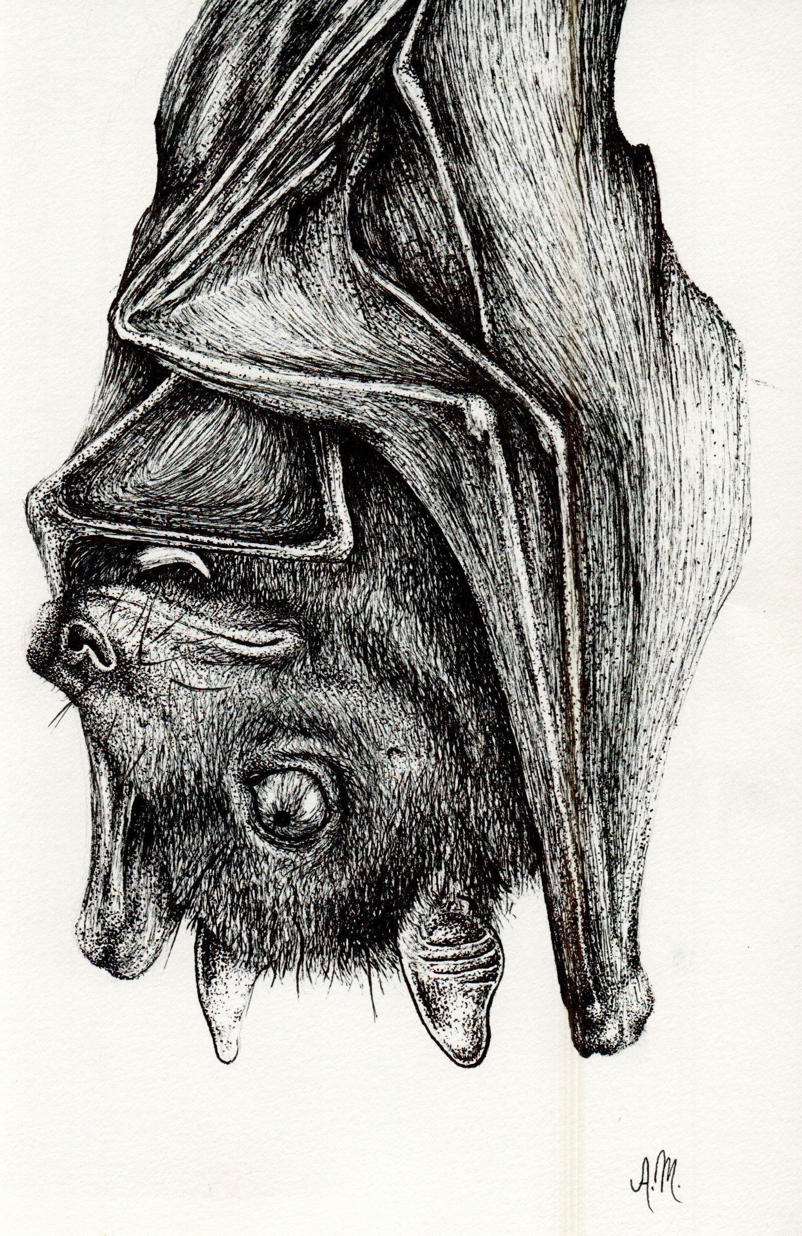 Bats Sketch in Pencil Drawing Style | Stock Video | Pond5