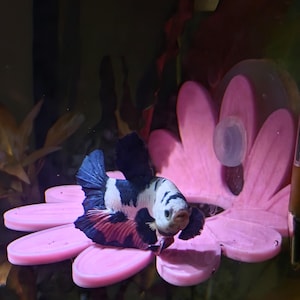 May include: A colorful Betta fish with a black, white, and red pattern rests on a pink, flower-shaped aquarium decoration. The fish is in an aquarium with green and red aquatic plants.