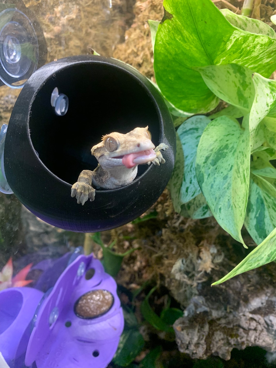 Arboreal Gecko Pod Crested Gecko Hide Reptile Cave 3D Etsy