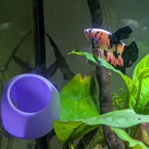 May include: A colorful Betta fish with black, orange, and pink markings rests on a green leaf in an aquarium. A purple, spherical aquarium decoration is in the foreground, surrounded by green plants and branches.