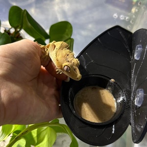 Alocasia Futterleiste mit Teller | Haubengecko | Reptil | Gecko Futterleiste | Baumeidechse | Reptil Zubehör