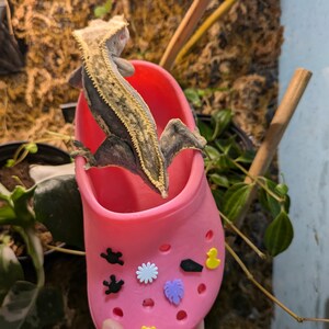 Skogeckoskinn med berlocker | Tofsgecko | Reptil | Geckogrotta | Trädödla | Reptiltillbehör | Hylla för trädgrodor