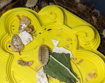 Comedero para isópodos / Plato de calcio para gecos / Comedero para roly poly / Bebedero para reptiles Bumblee Bee