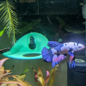 May include: A colorful Betta fish with a white body, blue fins, and red accents swims in an aquarium. The fish is near a green, dome-shaped structure and aquatic plants. The water is clear, and the tank has a black filter.