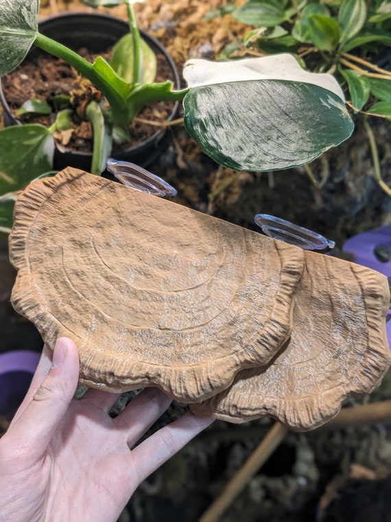 Wide Mushroom Gecko Lounger | Crestie Gargoyle Ledge | Suction Cup Reptile Shelf | Cute Nature Inspired Arboreal Gecko Accessory