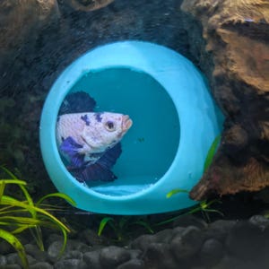 Könnte beinhalten: Ein farbenfroher Betta-Fisch mit weißen, lila und schwarzen Markierungen in einer hellblauen, kugelförmigen Aquariendekoration. Der Fisch befindet sich in der Öffnung der Dekoration. Grüne Pflanzen und dunkle Steine sind im Hintergrund zu sehen.