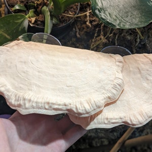 Op de afbeelding: Twee beige, ronde, getextureerde plantenhangers met een gegolfde rand. De hangers zijn gemaakt van een zacht, buigzaam materiaal en zijn ontworpen om aan een raam of muur te worden gehangen.