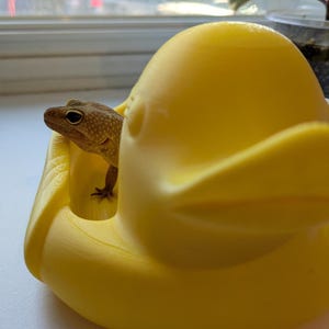May include: A bright yellow, 3D-printed duck-shaped container with a small gecko peeking out. The gecko has a tan and brown spotted pattern. The container is smooth and has a rounded shape, with a beak and eye details.