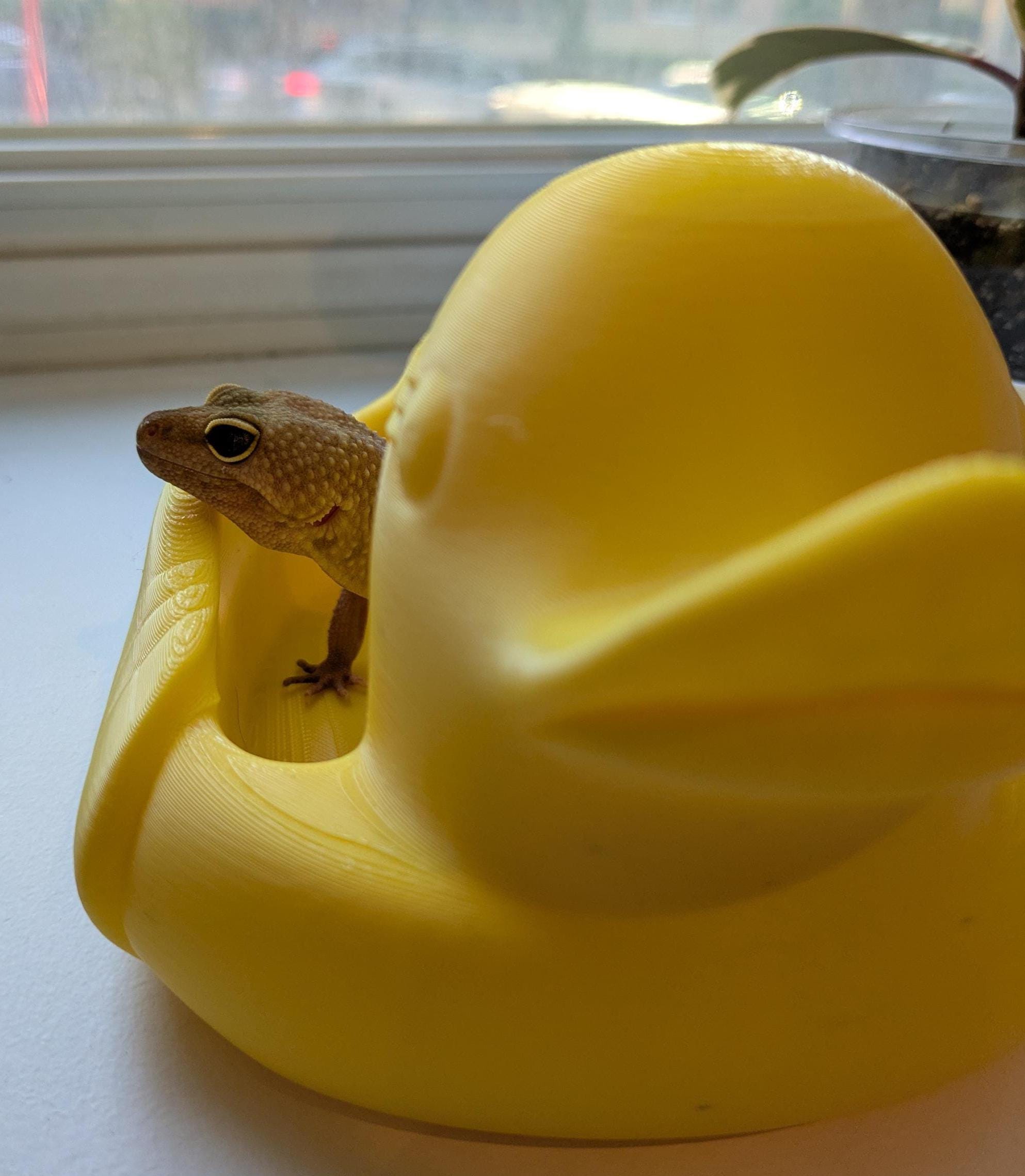 Rubber Duck Reptile Bed | Leopard Gecko Accessory | Fat Tailed Gecko