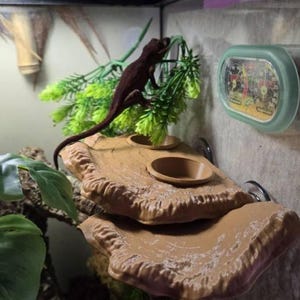 Breite Pilz-Gecko-Leiste | Crestie Gargoyle Futterleiste | Saugnapf Reptil Leiste | Niedliches Natur-inspiriertes arboreales Gecko-Accessoire