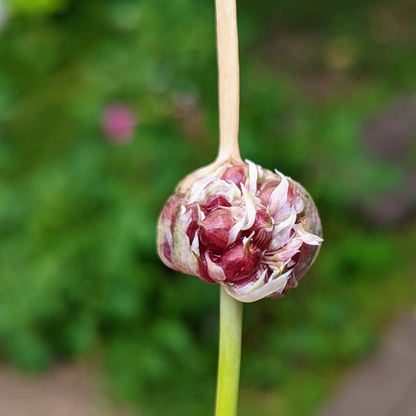 Wild field garlic Seeds. All natural perennial wild garlic bulbils, near everlasting crop of garlic at home. Self seeding regenerative crop.