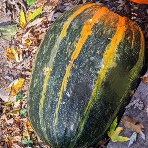 Tours (Citrouille de Touraine) Pumpkin seeds. Giant green pickle pumpkin seeds harvested fall of 2022